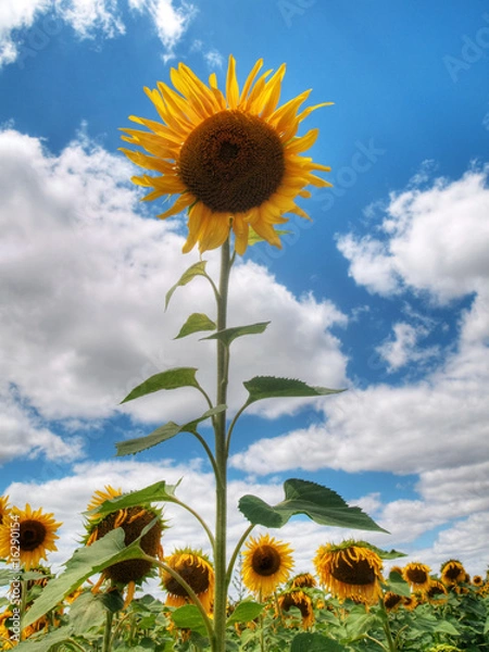 Obraz Sunflower  field
