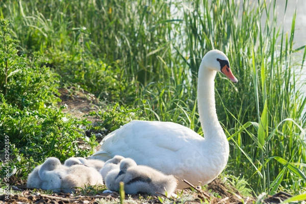 Obraz Cygnus olor, Łabędź niemy