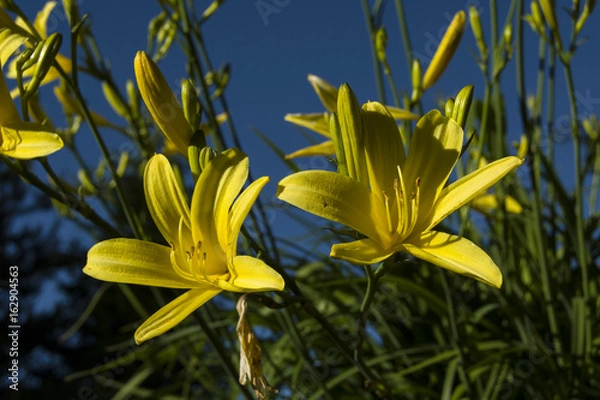 Fototapeta Two day lily, bottom view