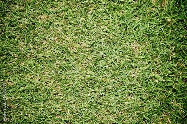 Fototapeta green grass background