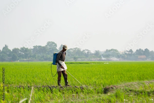 Obraz Farmers spray fertilizer in the rice fields
