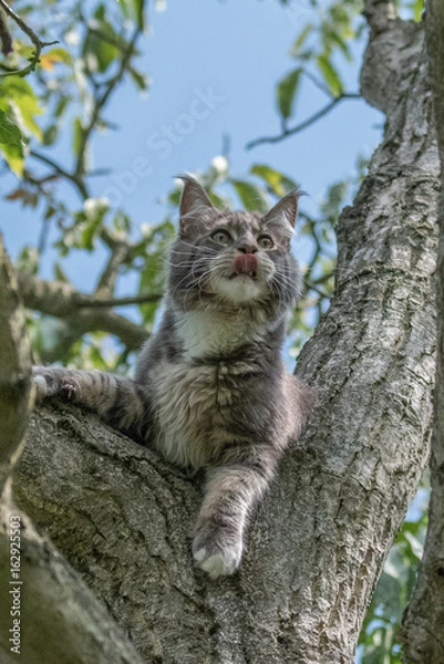 Obraz Maine coon cat sitting on a tree