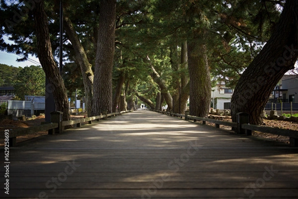 Fototapeta 御穂神社参道。三保の松原、神の道。