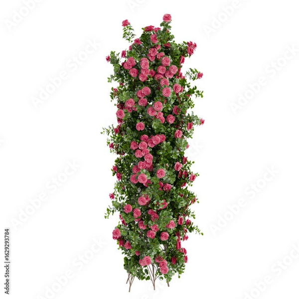 Fototapeta Climbing Roses Wall