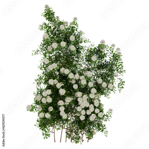 Fototapeta Climbing Roses Wall