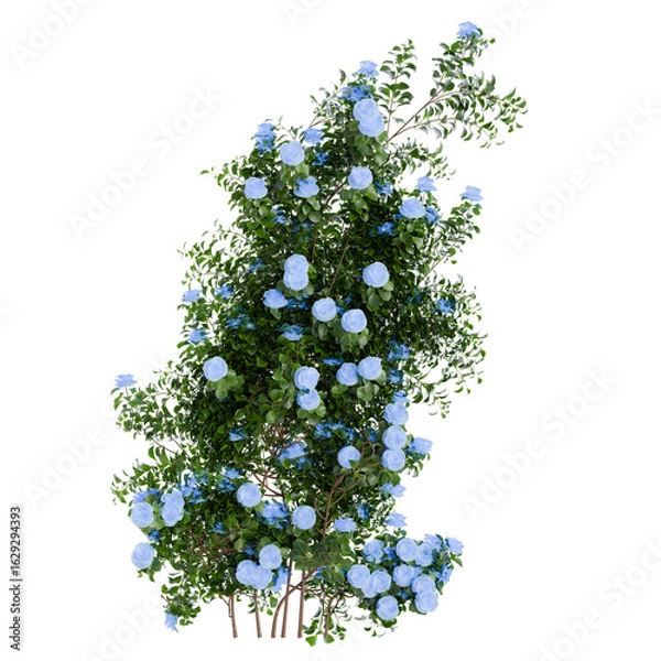 Fototapeta Climbing Roses Wall