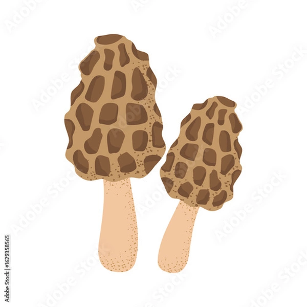 Fototapeta Morel mushroom. Vector on transparent background