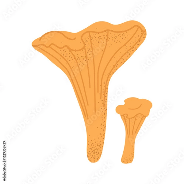 Fototapeta Chanterelle mushroom. Vector on transparent background