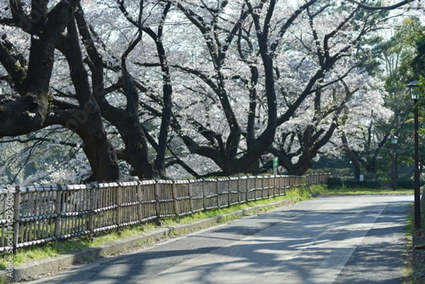 Fototapeta A tranquil street with blooming cherry blossom trees lining the road. The trees are full of delicate pink flowers, creating a beautiful scene