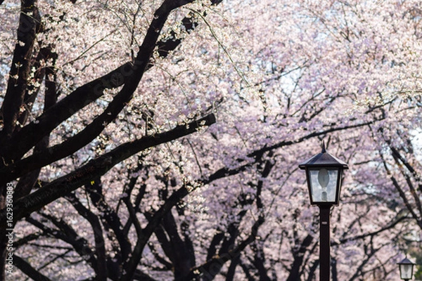 Fototapeta Sakura in full bloom. The pink blossoms cascade from the branches of the trees, creating a stunning visual display