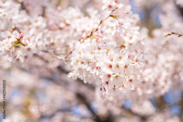 Fototapeta Blossoming cherry blossoms in spring, showcasing delicate petals with a blurred background, invoking a sense of freshness and serenity