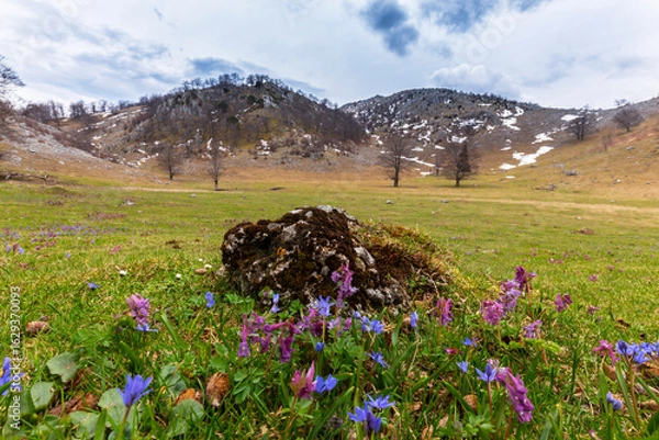 Fototapeta Beautiful spring flowers in the Carpathian Mountains, Europe
