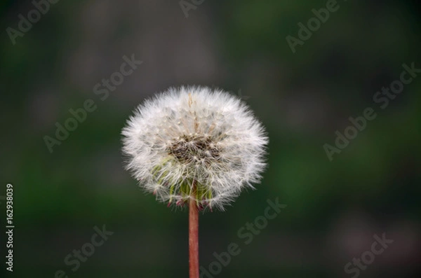 Obraz одуванчик