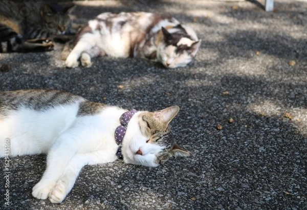 Obraz 午後のお昼寝　ねこ　キジトラ白