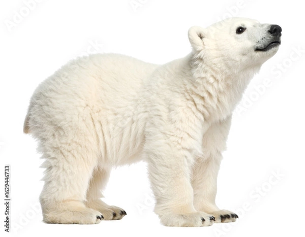 Obraz two polar bears