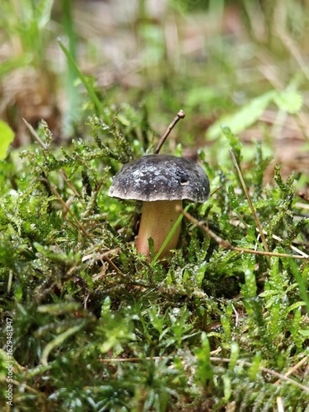 Obraz Kleiner Pilz im Moos