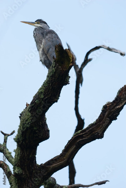 Fototapeta Grey Heron 