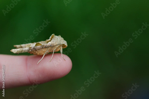 Fototapeta Angle Shades