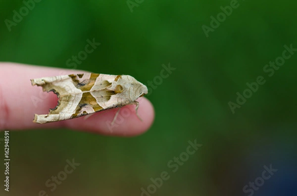 Fototapeta Angle shades