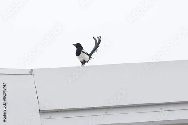 Fototapeta Magpie