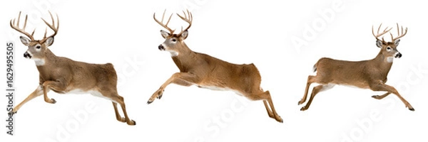 Fototapeta Set of three graceful deer leaping in mid air with large antlers and brown fur, isolated on transparent background
