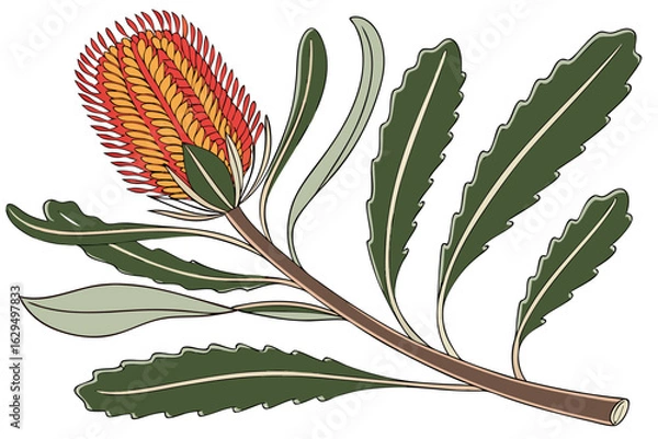 Obraz Illustration of a banksia flower branch with leaves an australian native plant perfect for design projects
