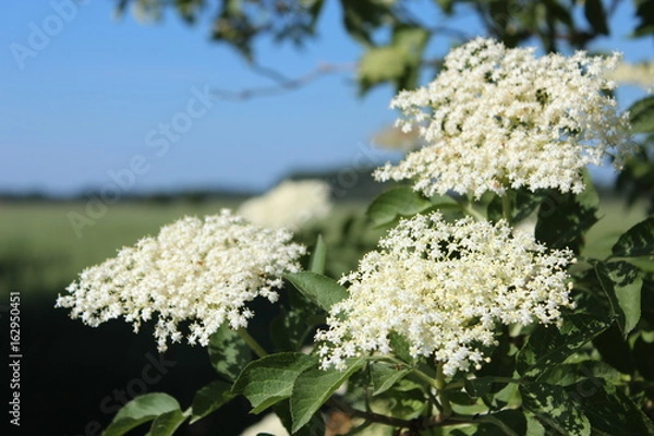 Fototapeta Hollunder