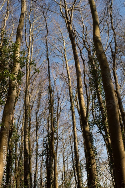 Fototapeta Tall trees in English Woodland