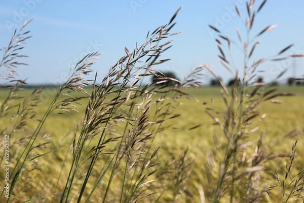 Fototapeta Wiese weht im Wind