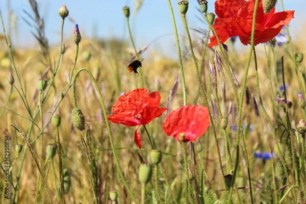 Fototapeta fliegende Hummel