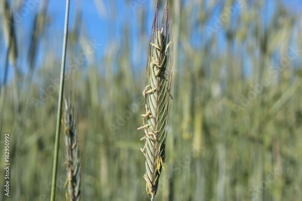 Fototapeta Getreide mit Samen