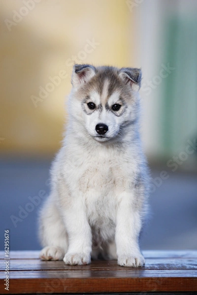 Obraz A cheerful gray husky