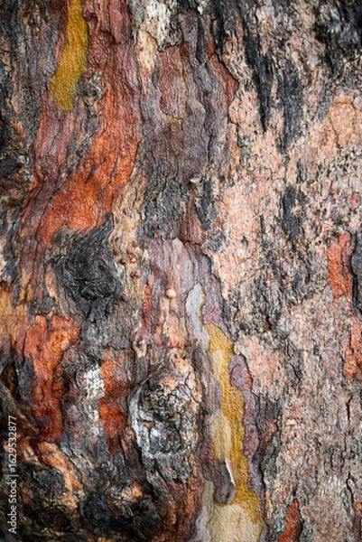 Obraz bark of a tree