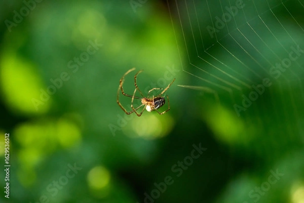 Obraz spider on a web