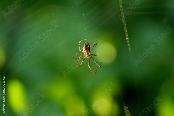 Obraz spider on a web