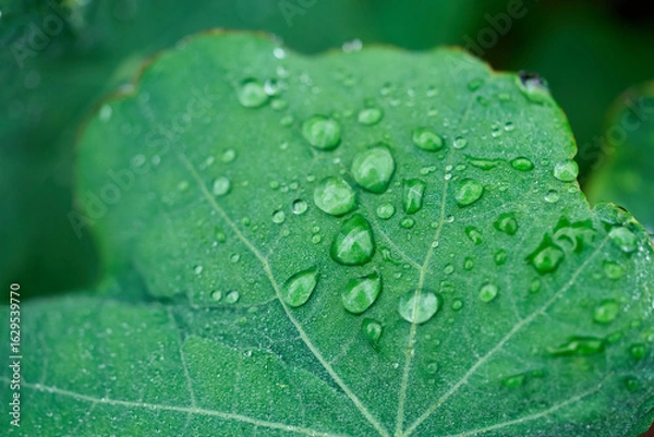 Obraz green leaf with water drops