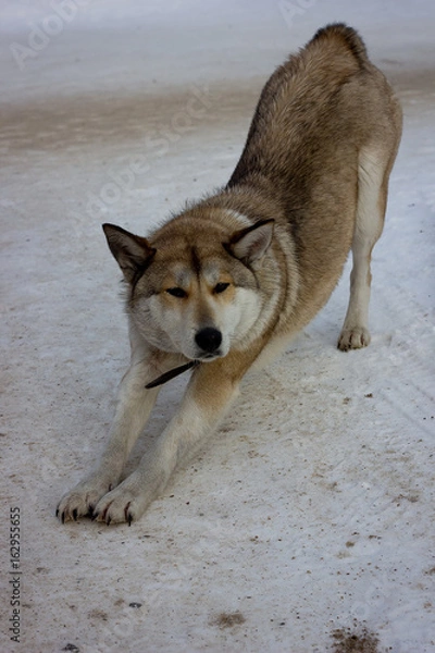 Obraz stretching oneself