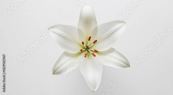 Obraz Lys blanc pur lumineux photographi� de pr�s d�tails nets fond clair. AI Generated