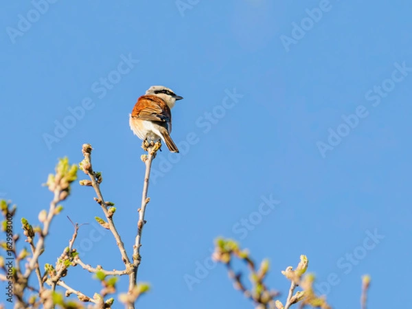 Fototapeta Red-backed shrike perched on a branch against blue sky