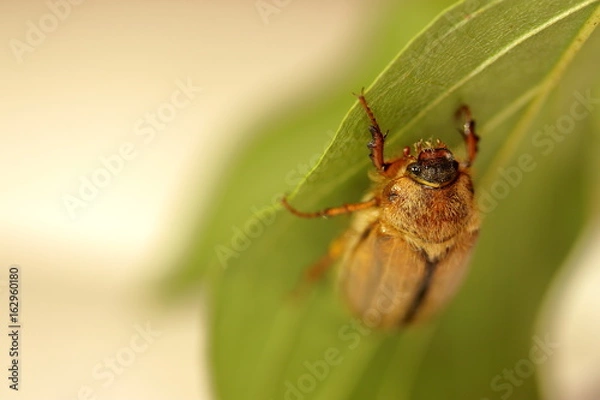 Obraz June beetle/ Junikäfer