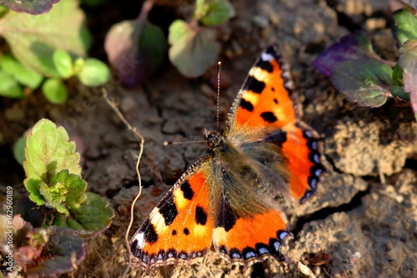 Obraz small tortoiseshell / Kleiner Fuchs