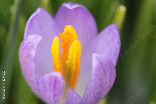 Obraz crocus / Krokus