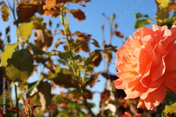 Obraz Orange Rose Blauer Himmel