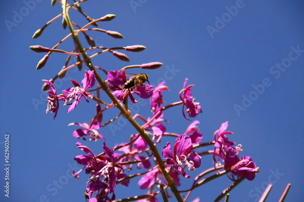 Obraz fireweed / Weidenröschen