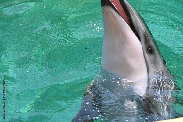 Obraz 伊豆・三津シーパラダイスのかわいい目をしたイルカさん