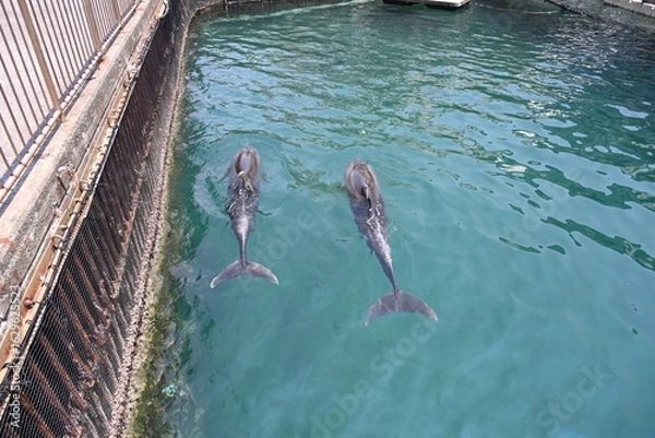 Obraz 伊豆・三津シーパラダイスの仲良しイルカさん