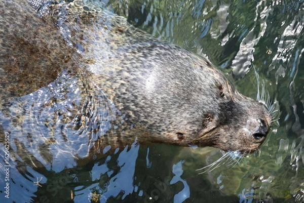 Obraz 伊豆・三津シーパラダイスの熟睡しているアザラシ