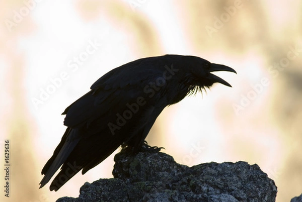 Obraz crow silhouette