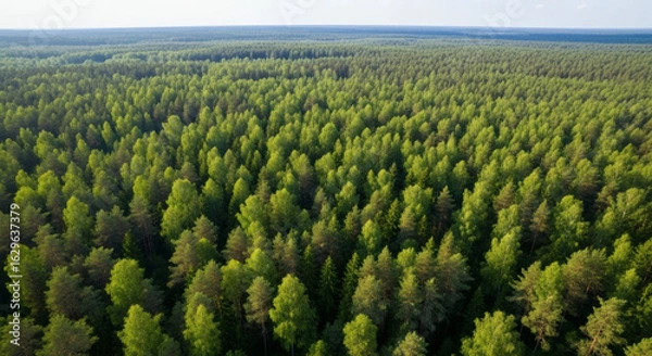 Fototapeta Aerial view of green forest in summer. Clean Environment and Sustainable concept. Forest reduce carbon emissions and clean air. A clean and sustainable environment stops global warming