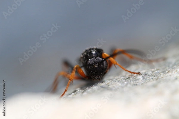 Obraz ichneumon / Schlupfwespe